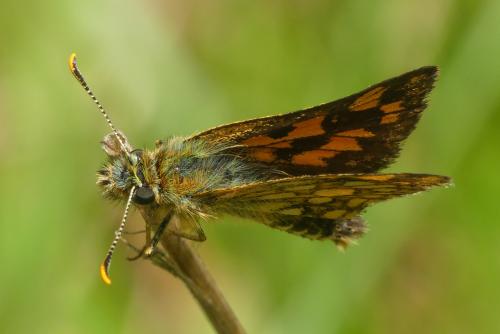Réf. 302 275 : Carterocephalus palaemon